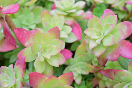 close up of aeonium succulent in pot pink red leavesの写真素材