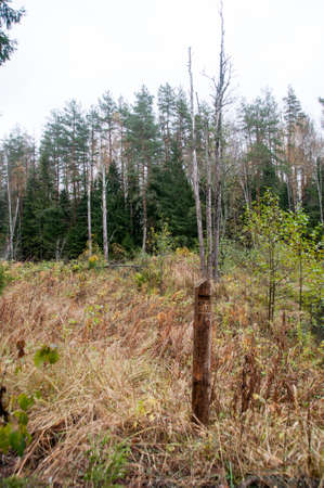 The quarter post will help you orient yourself in the forest if you get lostの写真素材