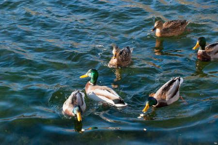 Drakes and ducks in the pond collect the offered treats from the water