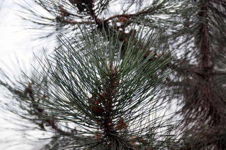 Background, texture. Green pine branch. Pine branch against the sky.