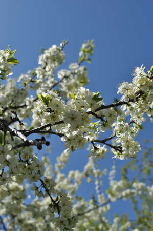 Blooming white cherry flowers close-up. Branch with flowers on a blurred background.