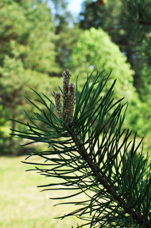 Young shoots of a pine tree close-up. Blurred background from green trees. Background, texture.
