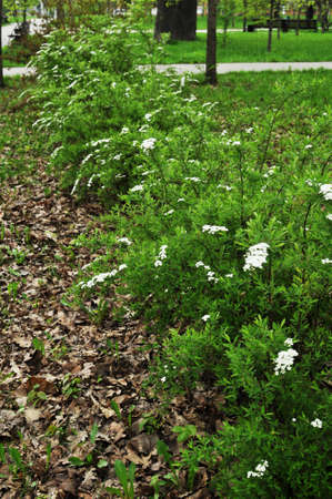 Panorama of the city. Bushes with blossoming white flowers in the park. Spring.