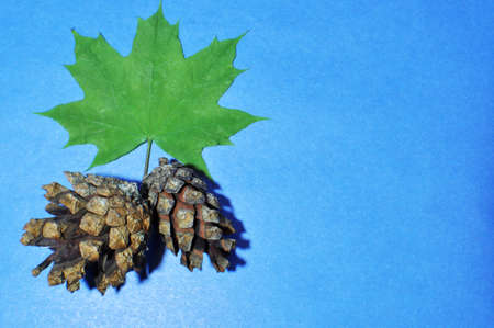 Two pine cones and a green maple leaf. Composition of cones and leaves on a blue background.