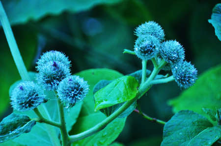 Burdock close-up. Thorny fruits of burdock on a blurred background. Background, texture, bokeh.の写真素材