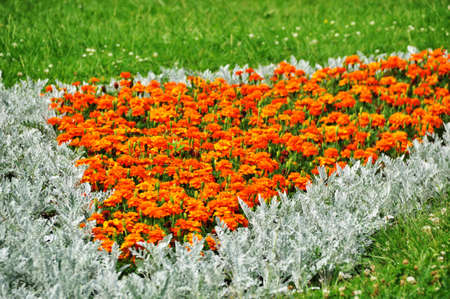 Background, texture. Orange and white plants in the flowerbed. Summer, blooming marigolds.の写真素材
