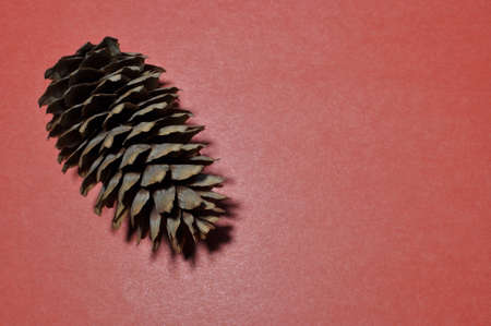 Large pine cone. Pine cone on a pink background. Background, texture, wallpaper.