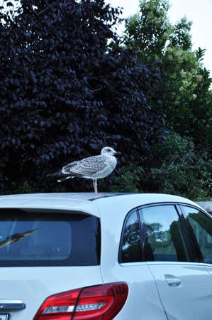 The seagull sat on the roof of the stopped car. Seagull on the roof against the background of green trees.の写真素材