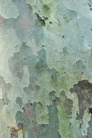 The bark of an old tree, close-up. Background, texture.の写真素材