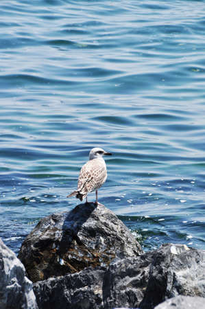 Seagull on a large stone by the sea. Panorama of the calm sea. Summer day.の写真素材