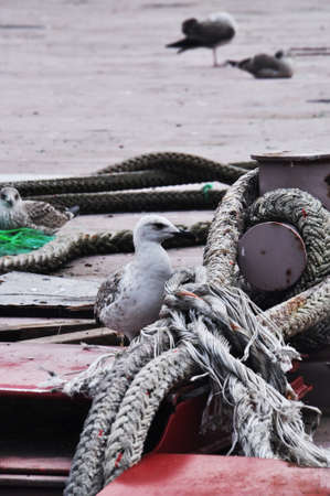 Seagull on the pier. Seagull near sea ropes on the shore of the bay.の写真素材