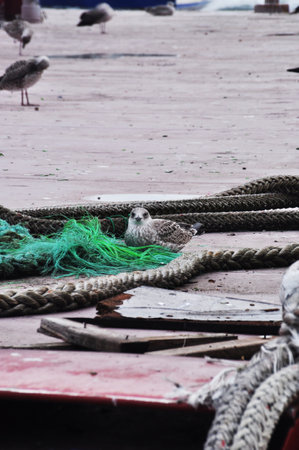 Sea gull on the pier near the braided ropes. Birds on the sea pier.の写真素材