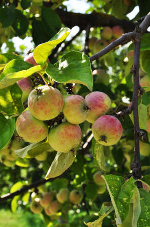 Apples on a branch. Ripe summer apples on a branch. Apple harvesting soon.