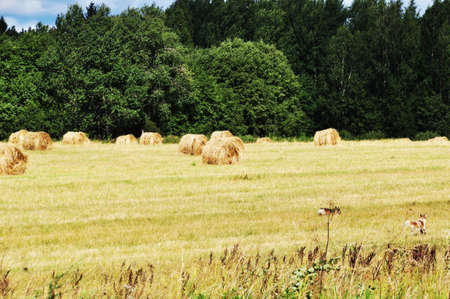 Panorama over the mown field. Grass wolves. Summer, Russia.