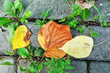 Fallen leaves on the ground. Autumn, yellow leaves lie on the stone slabs. Background, texture.の写真素材