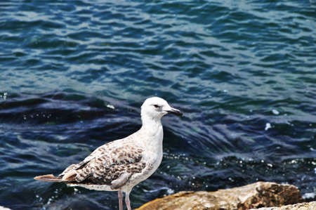 Gull. Seagull on the background of the calm sea. The seagull is standing on a large stone.の写真素材