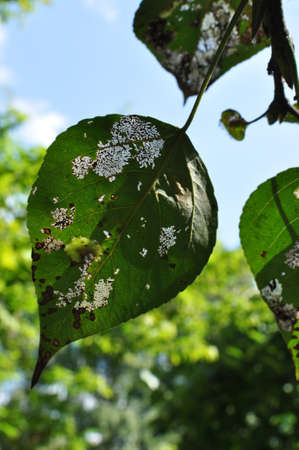 Green leaf on a branch. Autumn leaf against blue sky and blurred background. Bokeh.の写真素材
