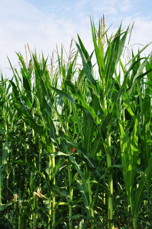 Young corn plants. Background, texture, summer. Plants against the sky.