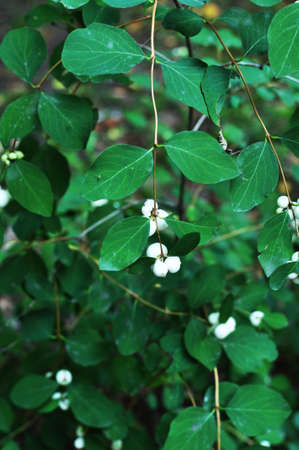 White berries on the bush. Close-up of a bush with berries. Background, texture, bokeh.の写真素材
