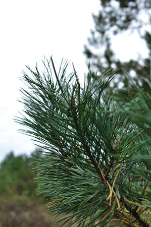 Pine branch with green needles. Close-up of a green branch. Wreath on a blurred background. Bokeh.