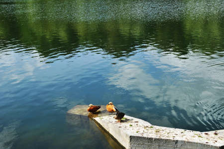Ducks are resting on the stone bank of the pond. View of the calm surface of the lake and the...