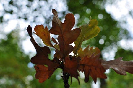 Yellow oak leaves on a branch. Oak leaves on a blurred background of green trees. Autumn,...