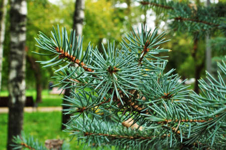 Fluffy branch of blue spruce. Spruce branch, close-up. Background, bokeh, design.