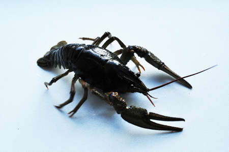 Large cancer on a blue background. Cancer spread large claws to the sides. Background.の写真素材