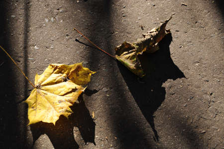 There are two dry maple leaves on the ground. Leaves in the sun and their shadow on the ground. Background, texture.の写真素材