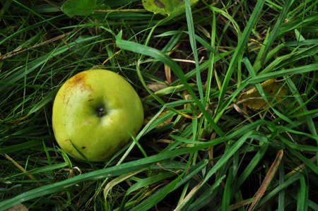 A ripe apple fell from the apple tree to the ground. The apple lies in the green grass.の写真素材