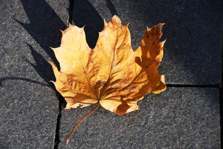 Yellow maple leaf on a dark tile. Autumn, a leaf falling from a maple on the ground.