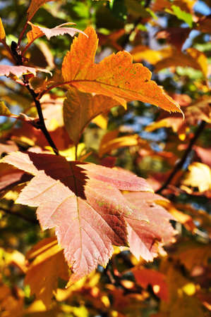 Autumn, red maple leaves. Close-up of maple leaves. The leaves are illuminated by the rays of the...