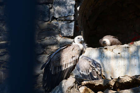 Two large eagles against the background of a stone wall. Eagles illuminated by the rays of the sun.の写真素材