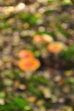 Defocused, blurred background. Yellow forest mushrooms in the meadow. Background, design.の写真素材