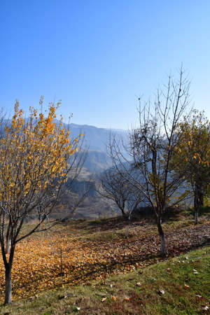 Autumn in the mountains. Trees with yellow leaves in the background of mountains and blue sky.