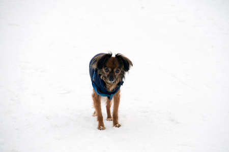 Small dog with clothes from the cold. Dog on a white background.