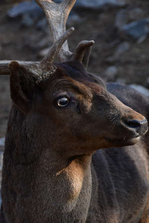 A close-up of a large deer head. Deer on a blurred background of the mountain.の写真素材