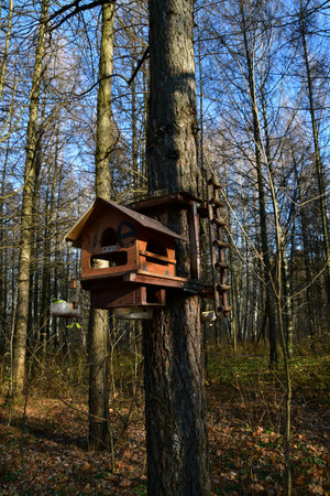 Large wooden feeder for forest animals. Forest panorama on a clear sunny day.の写真素材