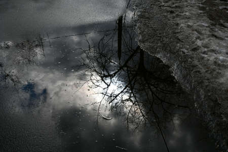 early spring. Tree branches, sky and clouds are reflected in the puddle.の写真素材