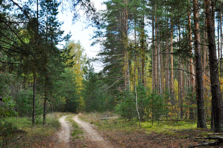 Panoramic view of a forest dirt road. Large trees on the side of the road.
