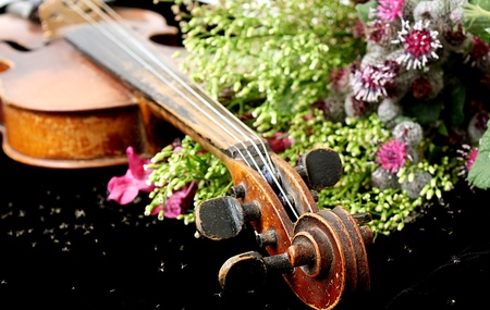 Violin and flowersの写真素材