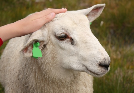 Walking sheepの写真素材