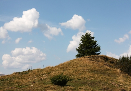 Beautiful fir treeの写真素材
