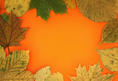 Background of autumn leavesの写真素材