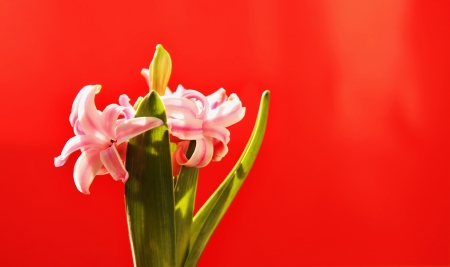 Beautiful hyacinthの写真素材