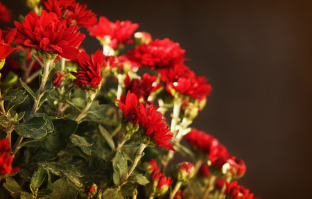Autumn chrysanthemumsの写真素材