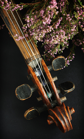 Beautiful violinの写真素材