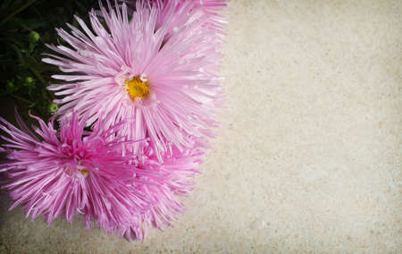 Aster bouquetの写真素材