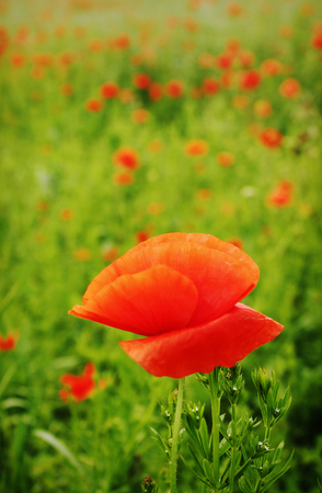 Red blossom poppy fieldの写真素材