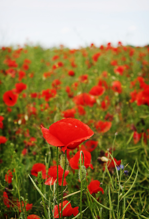 Red blossom poppy fieldの写真素材
